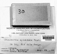 Stemonitis splendens image